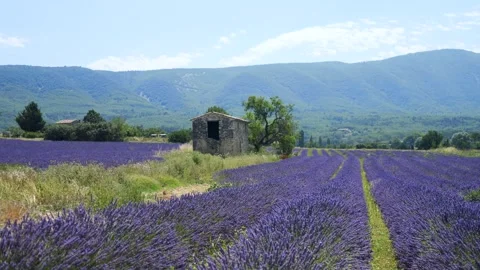 4K Provence Lavender Fields: Stone Hut in Summer - Enchanting Stock Footage Stock Footage 246371280