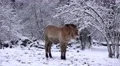 4k Przewalski-Horse closeup snowy winter forest meadow 4k or 4k+ Resolution
