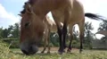 4k Przewalski-Horse with cute foal low angle eating hay 4k or 4k+ Resolution