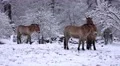 4k Przewalski-Horses closeup snowy winter forest meadow 4k or 4k+ Resolution