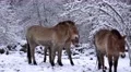 4k Przewalski-Horses closeup snowy winter forest meadow 4k or 4k+ Resolution