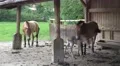 4k Przewalski-Horses with cute foal at a farm 4k or 4k+ Resolution