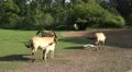 4k Przewalski-Horses with cute foals on a sunny meadow 4k or 4k+ Resolution