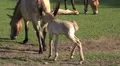4k Przewalski-Horses with cute tired foals on a sunny meadow 4k or 4k+ Resolution