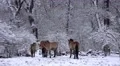 4k Przewalski-Horses in snowy winter landscape forest meadow 4k or 4k+ Resolution