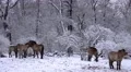 4k Przewalski-Horses in snowy winter landscape forest meadow 4k or 4k+ Resolution