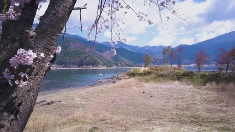 4K Pullback Revealing Sakura Tree At Fuji Five Lakes, Japan 動画素材 81535354
