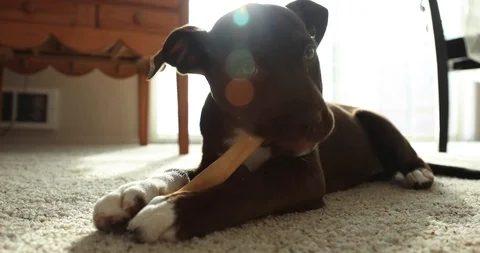 4K Puppy Playing in the Sun Stock Footage 99012315