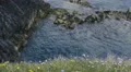 4K Purple and yellow flowers in grass at cliff with sea and rocks in background 4k or 4k+ Resolution