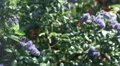 4K Purple flowers russtle in the breeze with greenery surrounding them 4k or 4k+ Resolution