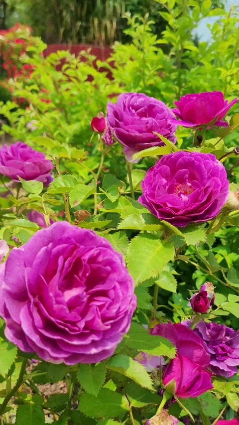4K Purple Rose May Sunlight Vertical Stock Footage 330199778