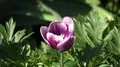 4k Purpur-pink tulip flower very close up in botanic garden 4k or 4k+ Resolution