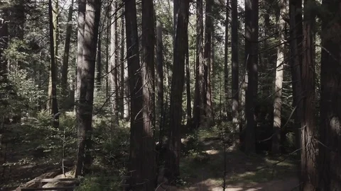 4K push in shot, through trees, Redwood Forest. Stock Footage 90397845