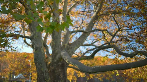 4K Push into yellow tree in Autumn Stock Footage 245310581