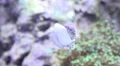 4k Pyram Top Shell eating algae at front glass of coral reef aquarium 4k or 4k+ Resolution