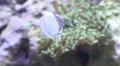 4k Pyram Top Shell eating algae at front glass of coral reef aquarium 4k or 4k+ Resolution