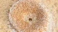 4K Pyramid Ant (Dorymyrmex bureni) Nest 1 4k or 4k+ Resolution