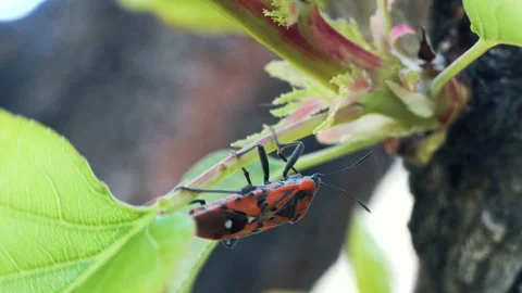 4k Pyrrhocoris Apterus on tree, Red Soldier Striped Beetle Stock Footage 155334190