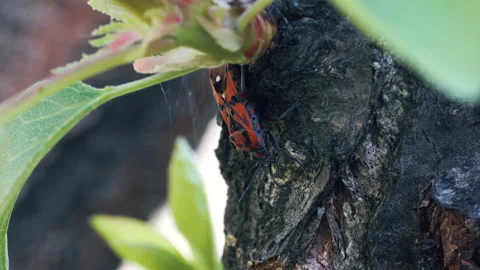 4k Pyrrhocoris Apterus on tree, Red Soldier Striped Beetle Stock Footage 155334564