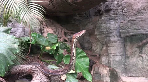 4k Python reticulatus closeup and zoomin Stock-Footage 42959360