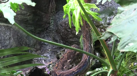 4k Python reticulatus closeup behind palm plants Stock Footage 42918400
