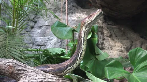 4k Python reticulatus closeup elevated bridling 库存影片 42941084