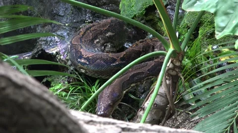 4k Python reticulatus closeup frontal moving Stock Footage 42925757