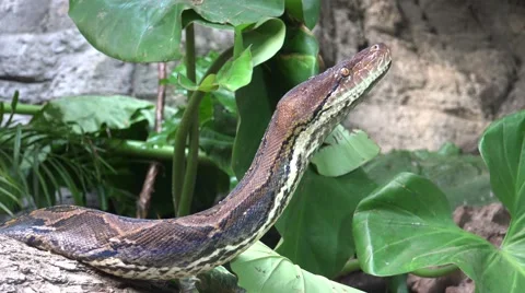 4k Python reticulatus closeup head over tree 스톡 동영상 42936301