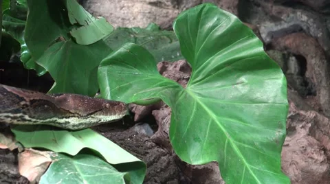 4k Python reticulatus closeup moving looking up 库存影片 42939095