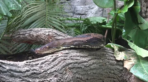4k Python reticulatus closeup moving on fallen tree Stock Footage 42941646