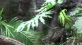 4k Python reticulatus moves upward between rainforest palms 4k or 4k+ Resolution