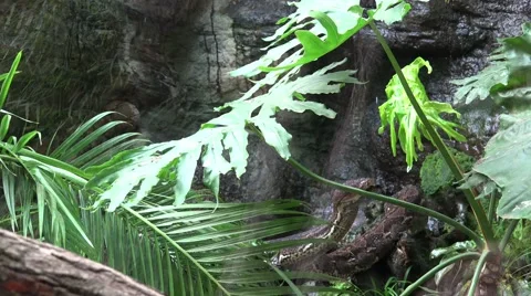 4k Python reticulatus moves upward between rainforest palms Stockbeeldmateriaal 42907721