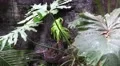 4k Python reticulatus moving behind palm plants 4k or 4k+ Resolution