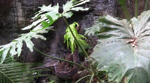 4k Python reticulatus moving behind palm plants 動画素材 42906763
