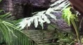 4k Python reticulatus moving behind palm leaves 4k or 4k+ Resolution