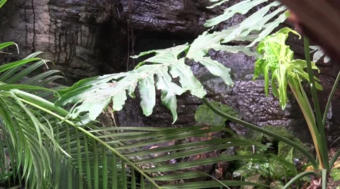 4k Python reticulatus moving behind palm leaves 動画素材 42916412