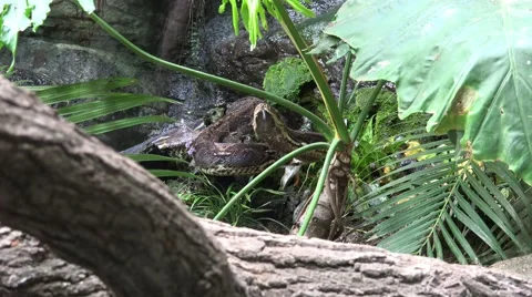 4k Python reticulatus moving upward behind palm plants Stock-Footage 42907273