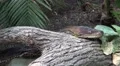 4k Python reticulatus very closeup slow moving over tree 4k or 4k+ Resolution