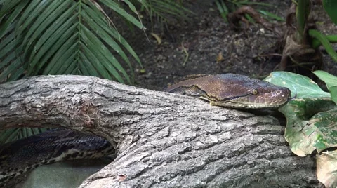 4k Python reticulatus very closeup slow moving over tree 動画素材 42931073