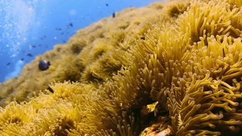 4k quality scuba diving between reef corals Stock Footage 258654204