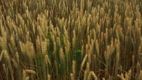 4k quality wheat spikelets swinging from the wind. Stock Footage 161095624