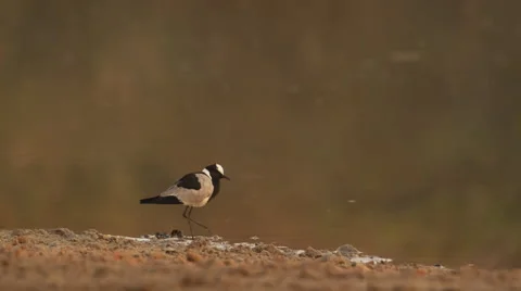 4K+ R3D - Blacksmith Plover - walking along edge of waterhole. Nature bird Stock Footage 41300283