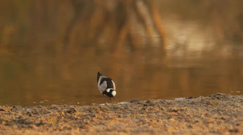 4K+ R3D - Blacksmith Plover - walks along edge of waterhole then flies away Stock Footage 41300310