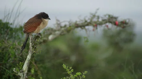 4K+ R3D - Burchells Coucal - calling on branch at dawn. Nature bird africa Stock Footage 41685471