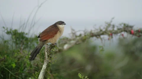 4K+ R3D - Burchells Coucal - preening on branch at dawn. Nature bird africa Stock Footage 41685446