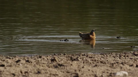4K+ R3D - Burchell's Sandgrouse - bird drinking and bobbing, others land Stock Footage 41301848