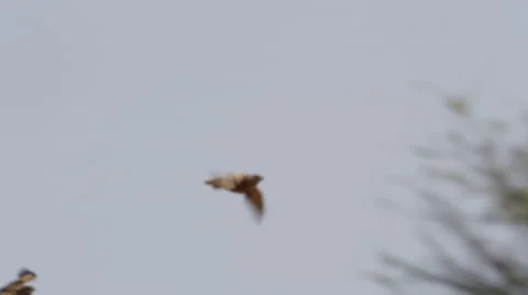 4K+ R3D - Burchell's Sandgrouse - flock landing to drink. Nature fly flight Stock Footage 41301655