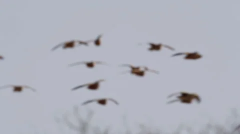 4K+ R3D - Burchell's Sandgrouse - flock landing to drink B. Nature fly flight Stock Footage 41301755