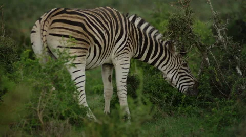 4K+ R3D - Burchells Zebra - Grazing on bush at sunrise. Nature animal africa Stock Footage 41574323