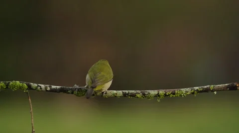 4K+ R3D - Cape White-eye - lands on branch looks around flies away. Pretty bird Stock Footage 41685381